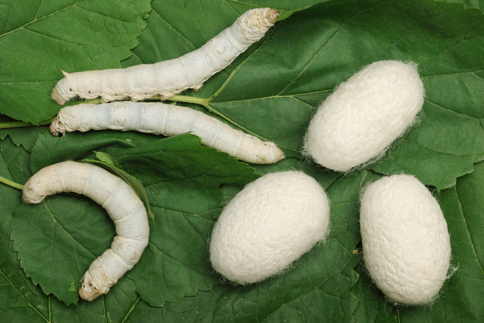 Is silk sustainable? - Green It Yourself Now!